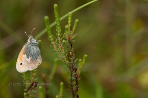 Small Heath Butterfly © Karen Miller