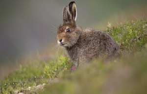 Mountain Hare © Karen Miller