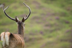 Red Deer © Karen Miller