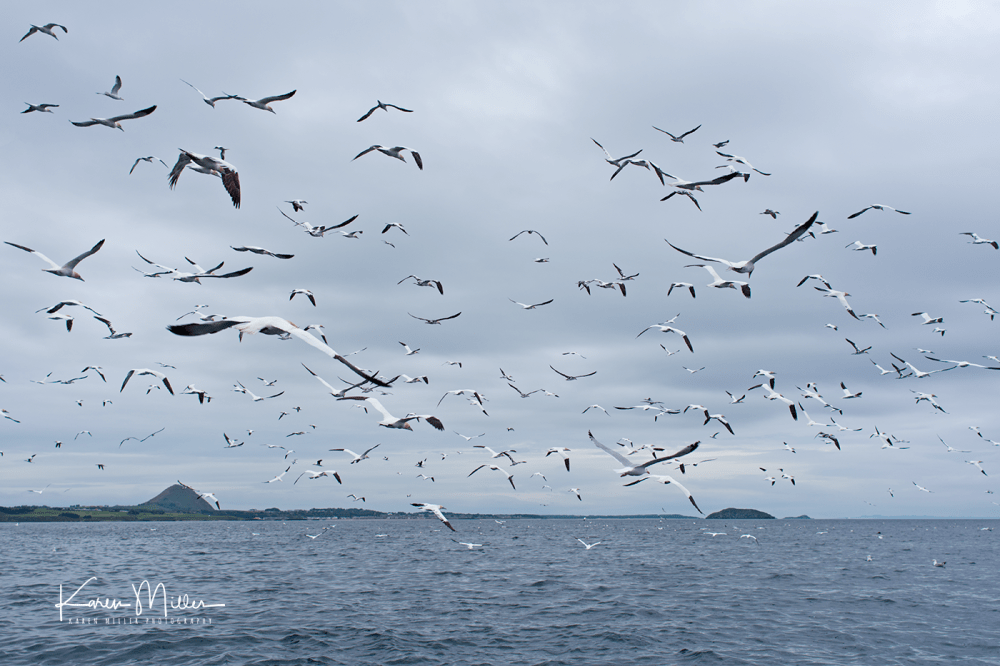 bassrock_june17-4244