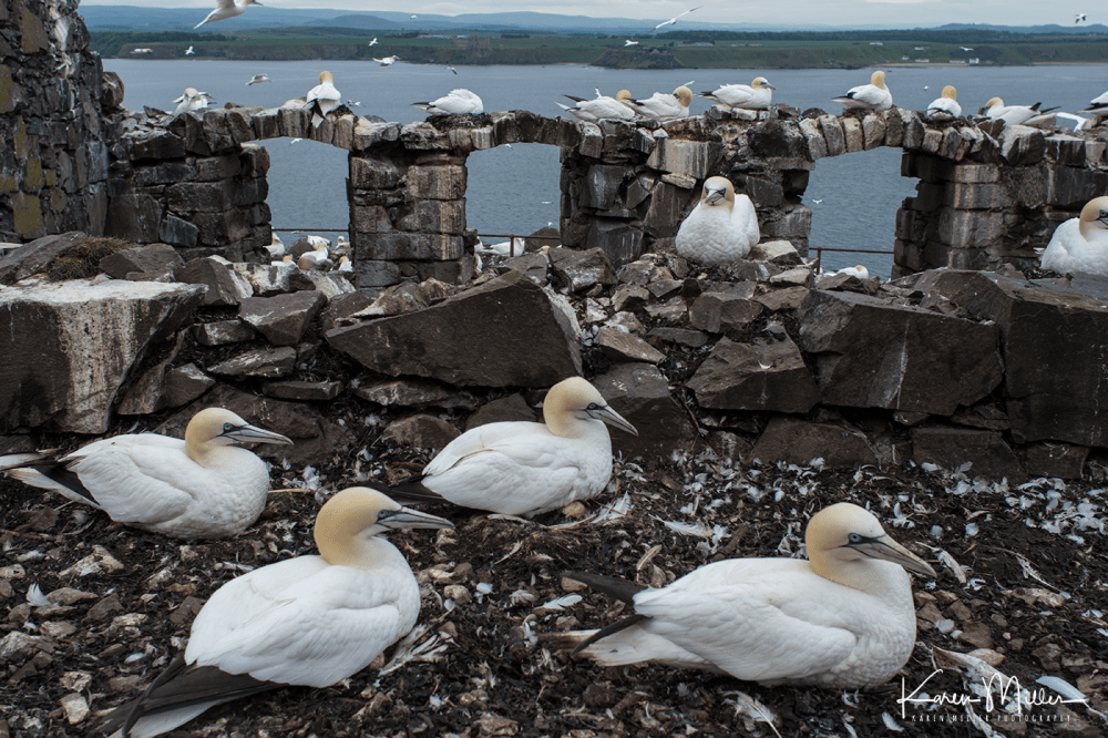 bassrock_june17-4268