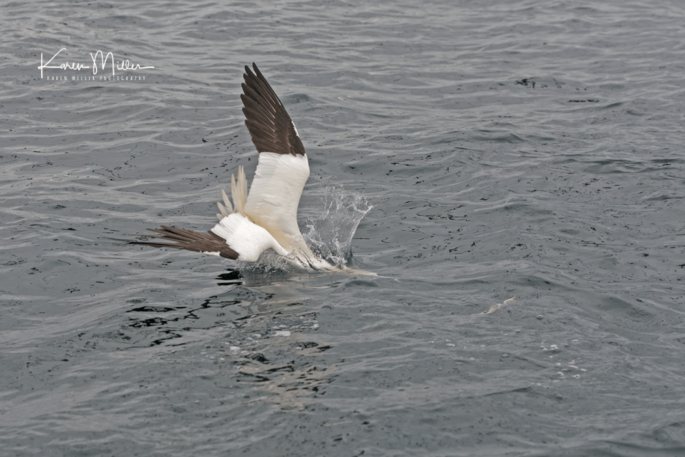 bassrock_june17-6743