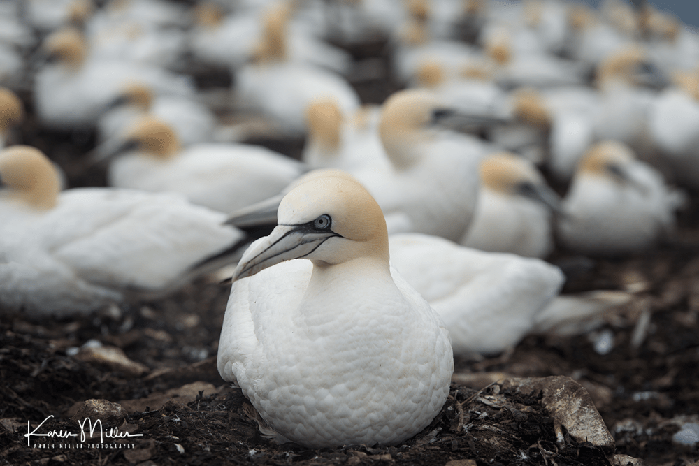 bassrock_june17-6849