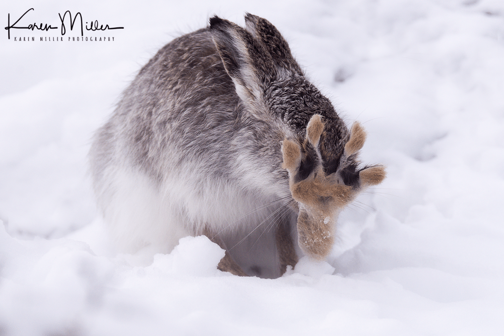 mountainhare03