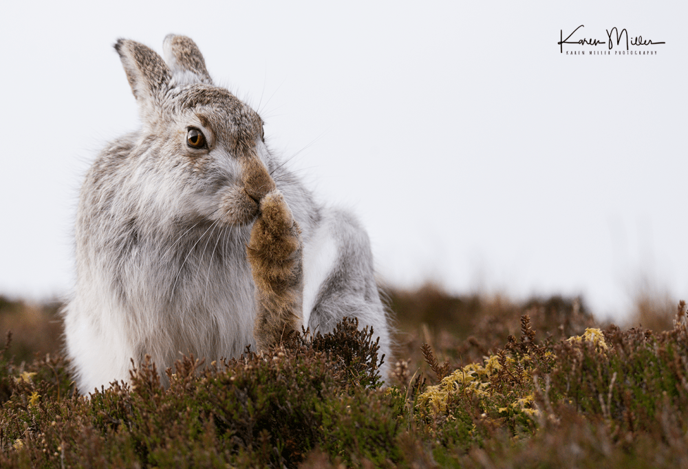 mountainhare18