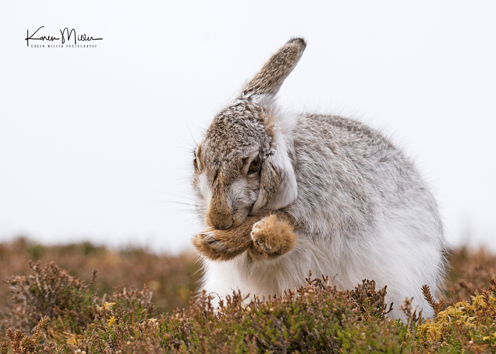 mountainhare24