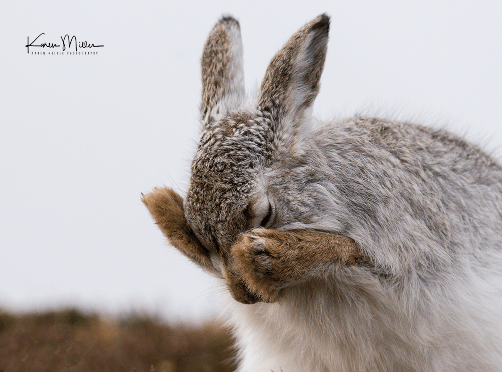mountainhare27
