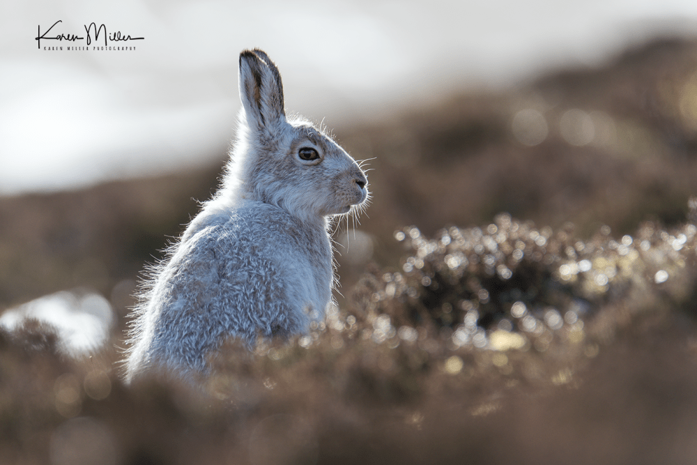mountainhare39