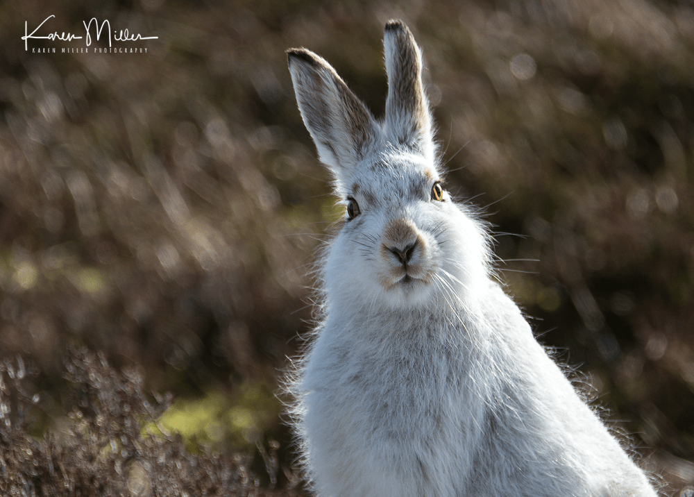mountainhare40