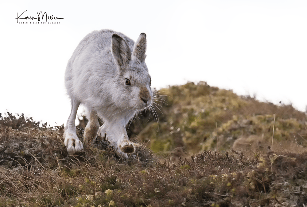 mountainhare43