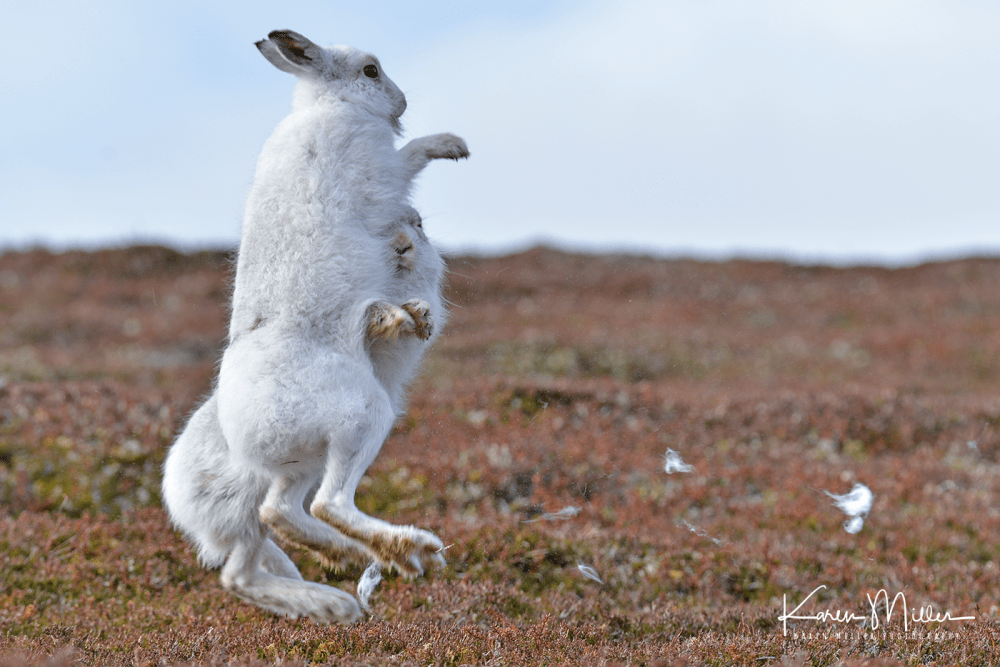 mountainhare46