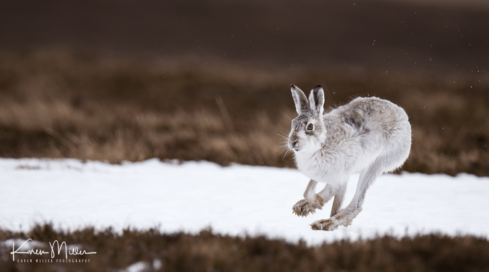 mountainhare52