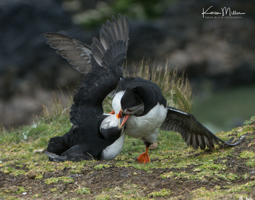 puffin_fight06
