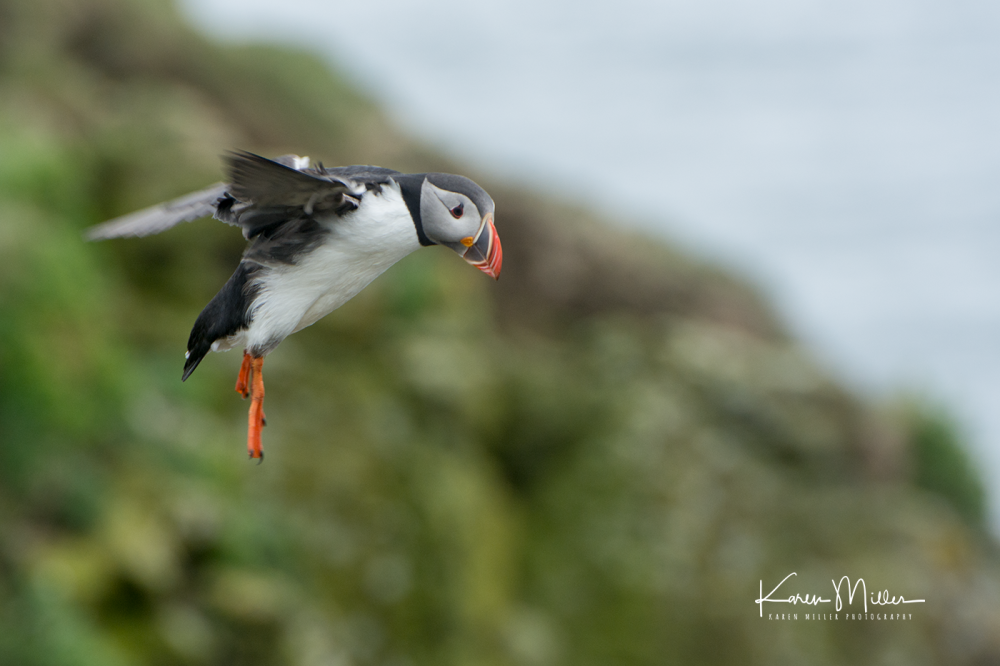 puffin_flying5