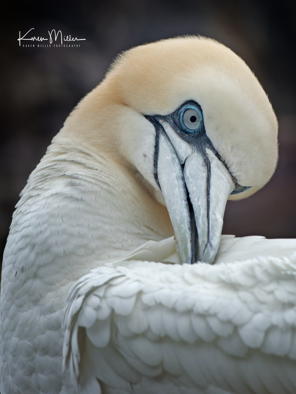 bassrock_june17-7626-crop