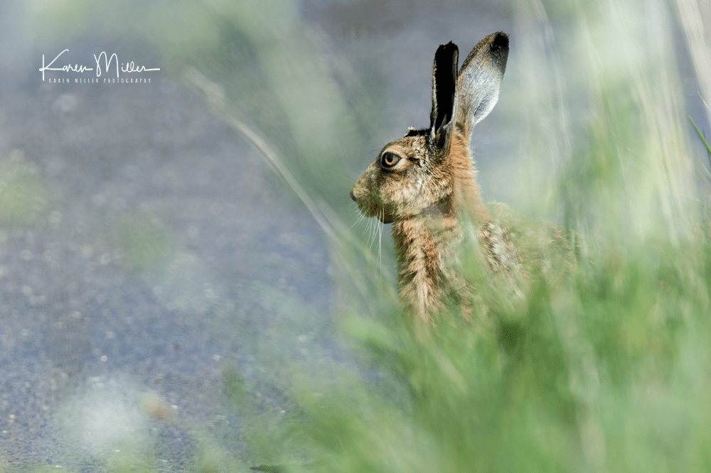 brownhare_May2017-3146
