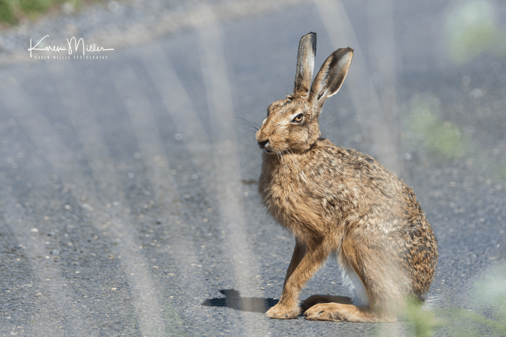 brownhare_May2017-3159