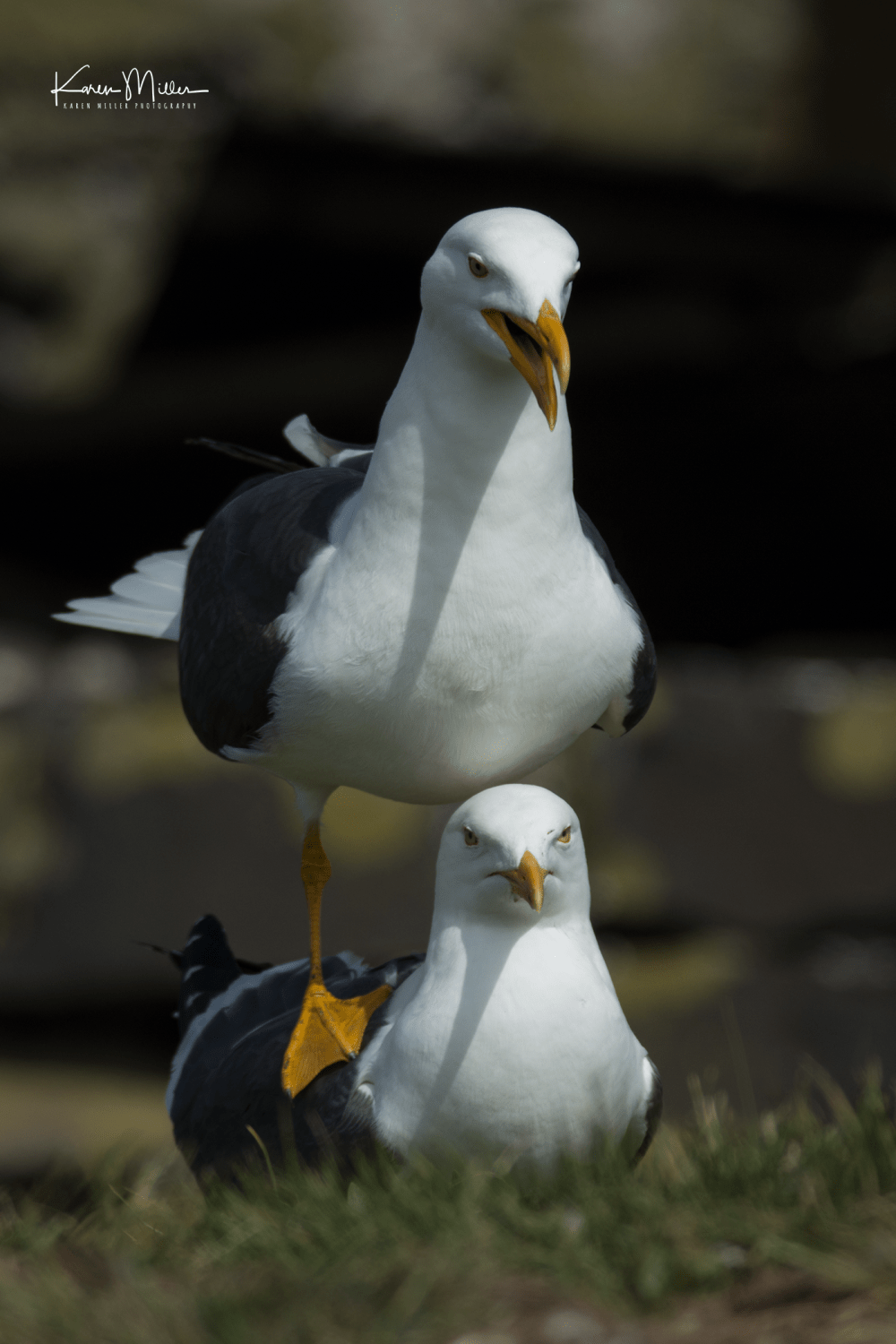 Farne2017_png_c-3235