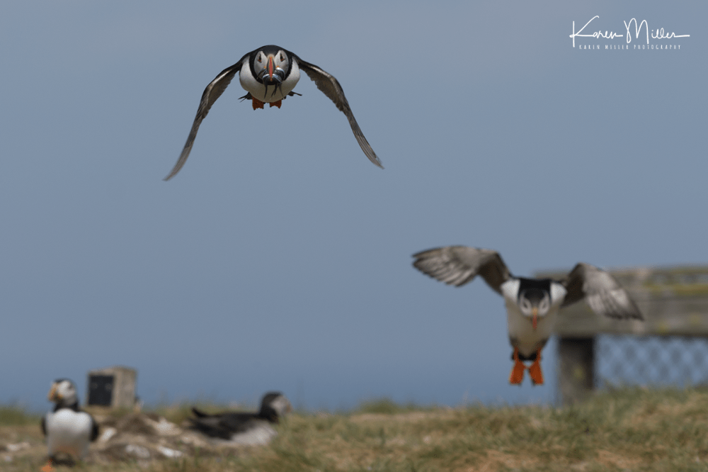 Farne2017_png_c-3321