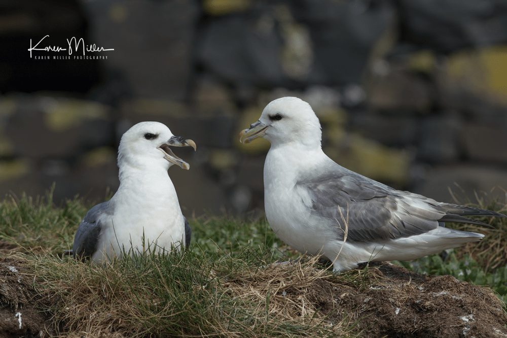 Farne2017_png_c-3386