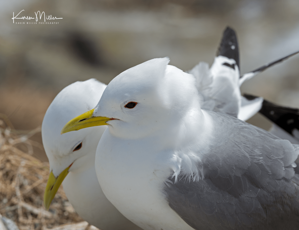 Farne2017_png_c-3452