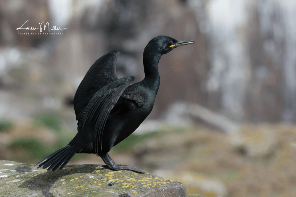 Farne2017_png_c-3549