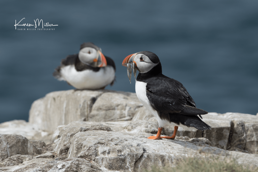 Farne2017_png_c-3805