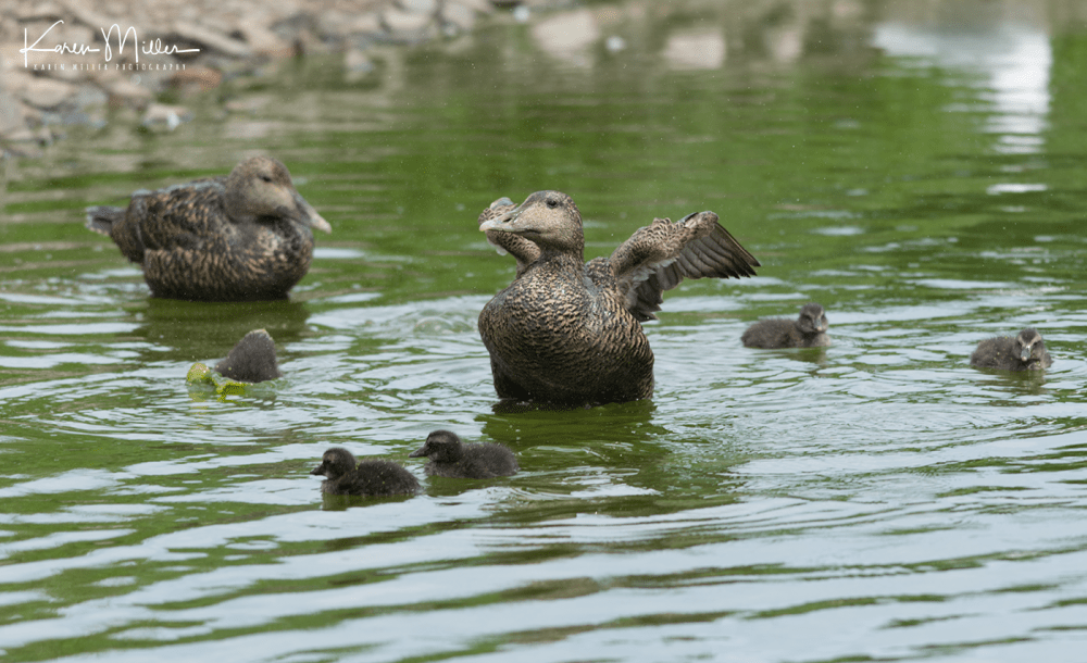 Farne2017_png_c-3962