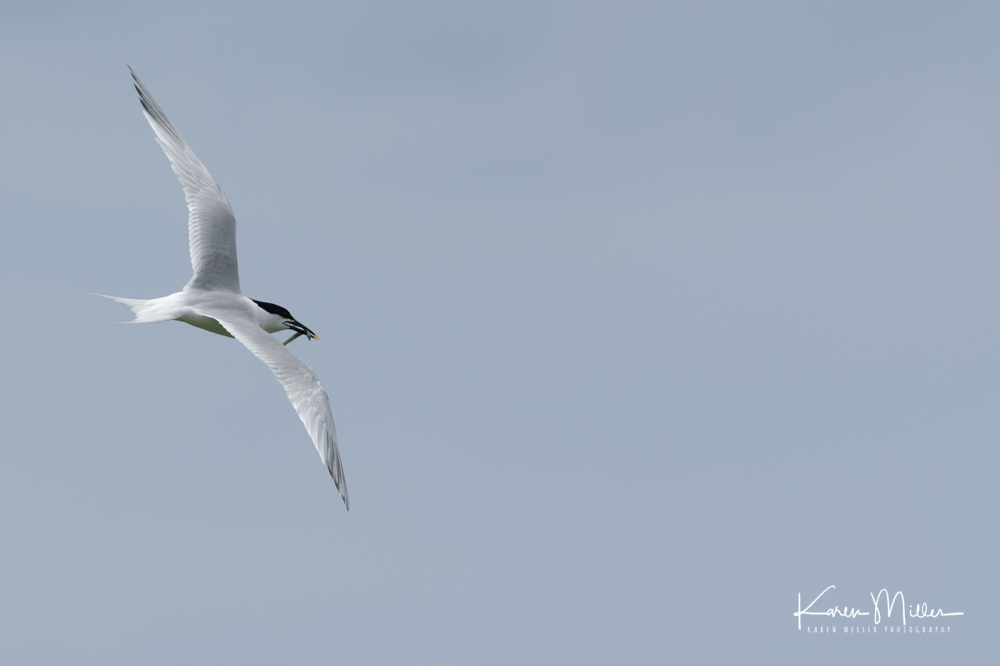 Farne2017_png_c-3998
