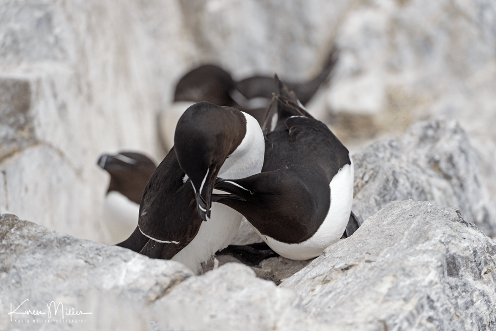 Farne2017_png_c-6456