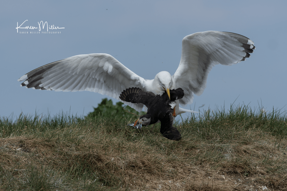 farneislands_june2017-3624