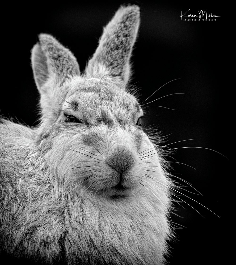 highlands1216march-9820-Edit_monochrome