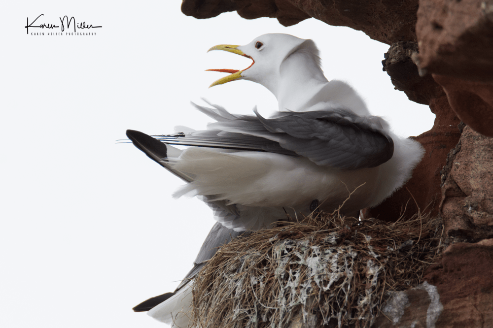 Kittiwakes_May2017-2501