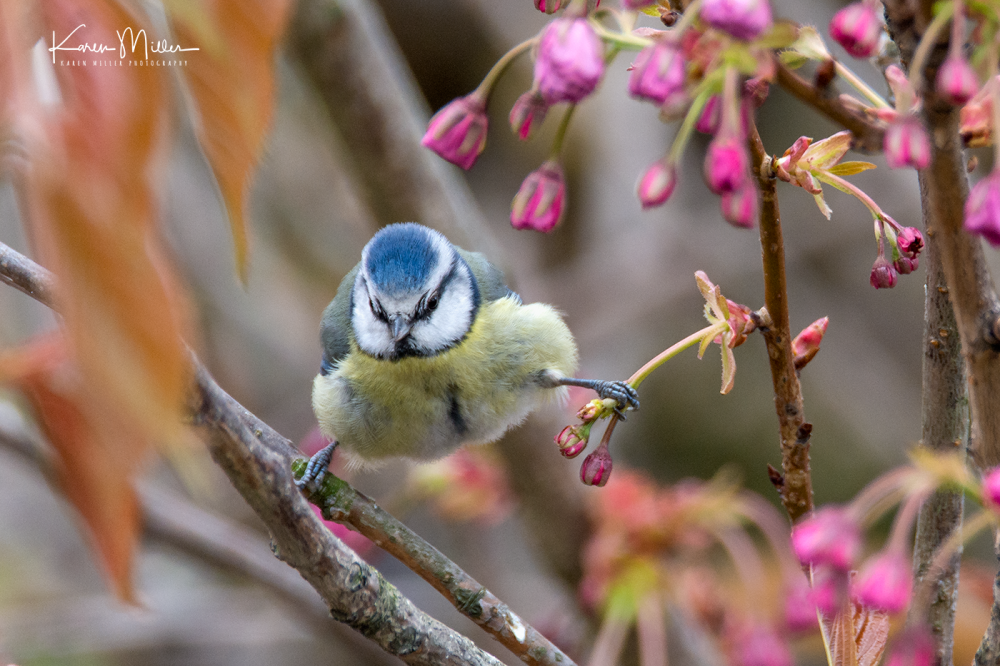bluetit8