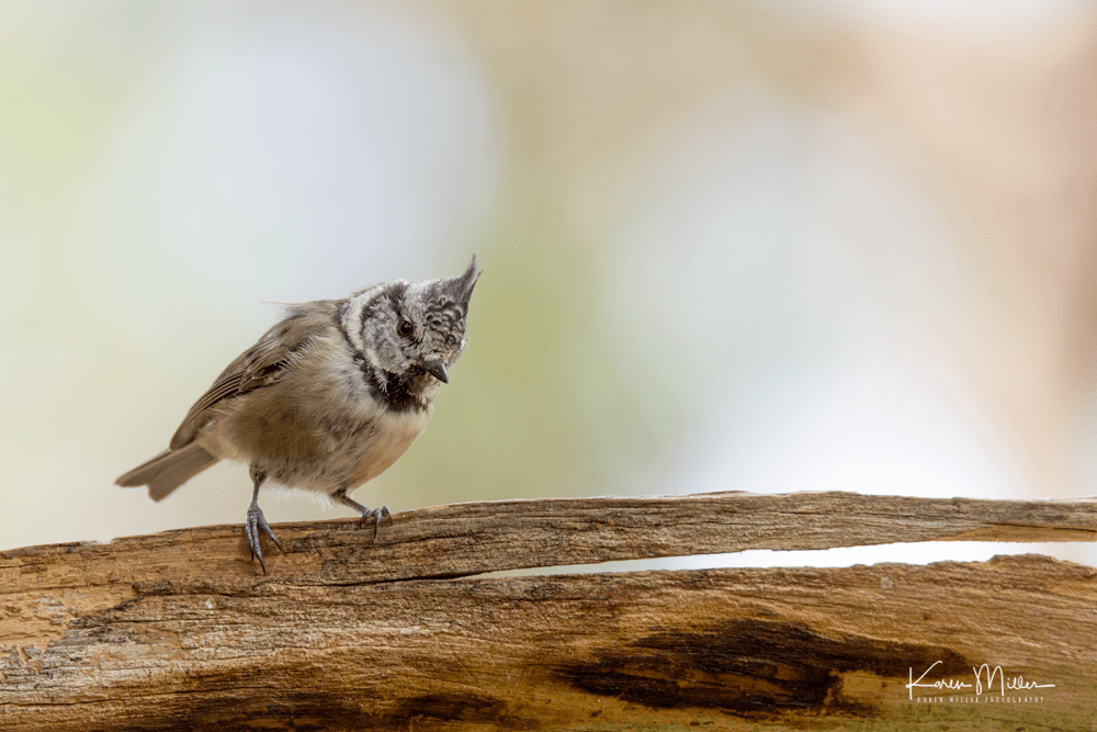 Highlands_crestedtit_Aug2017_png_c-2498