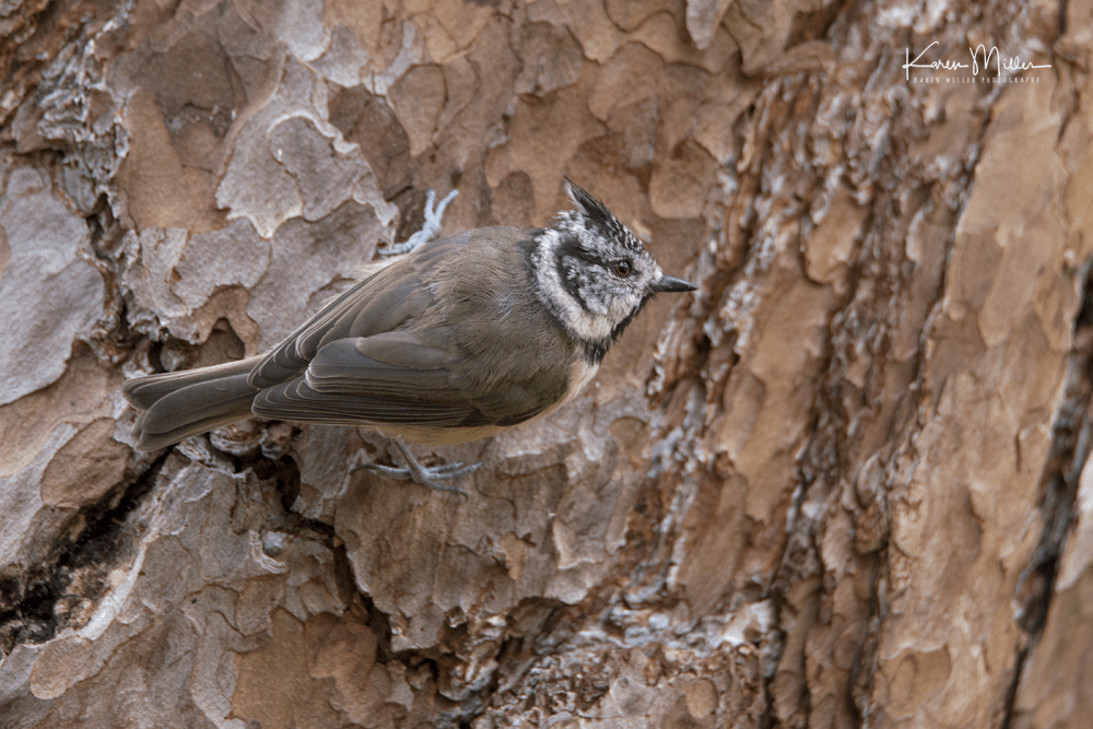 Highlands_crestedtit_Aug2017_png_c-2513