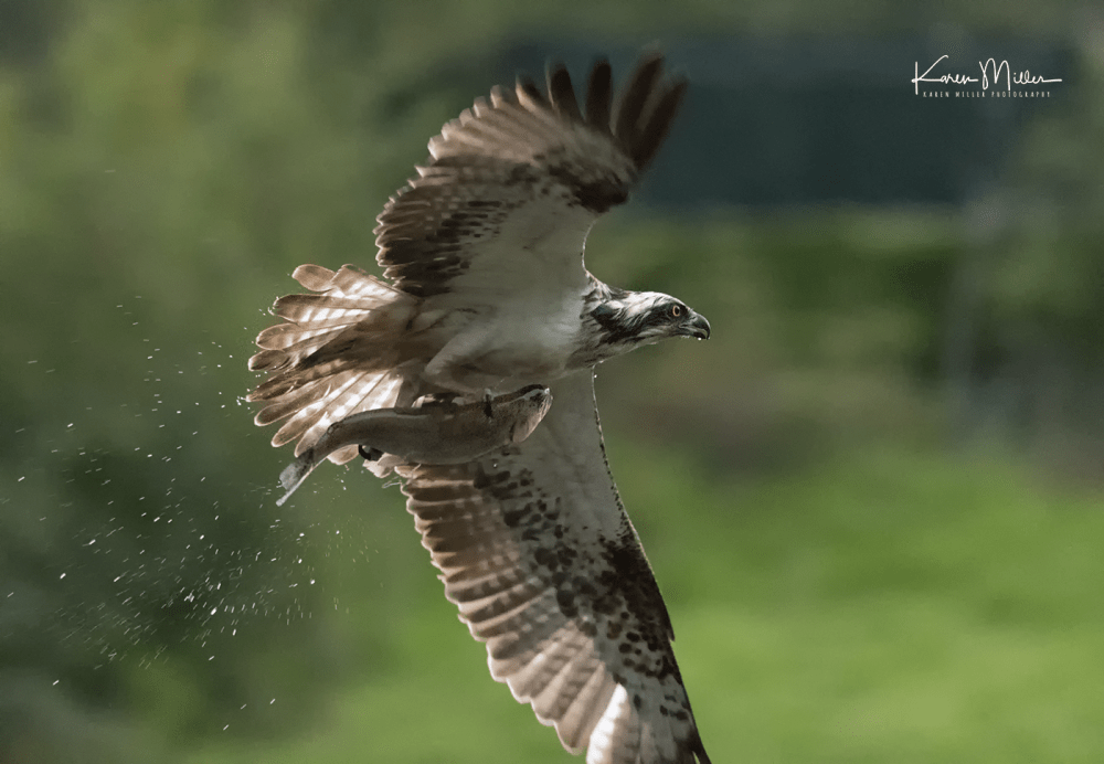 Highlands_osprey_Aug2017_png_c-1236