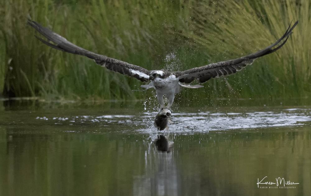 Highlands_osprey_Aug2017_png_c-1282