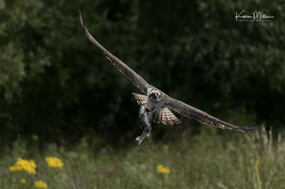 Highlands_osprey_Aug2017_png_c-1395