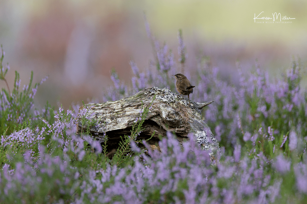 Highlands_wren_Aug2017_png_c-0895