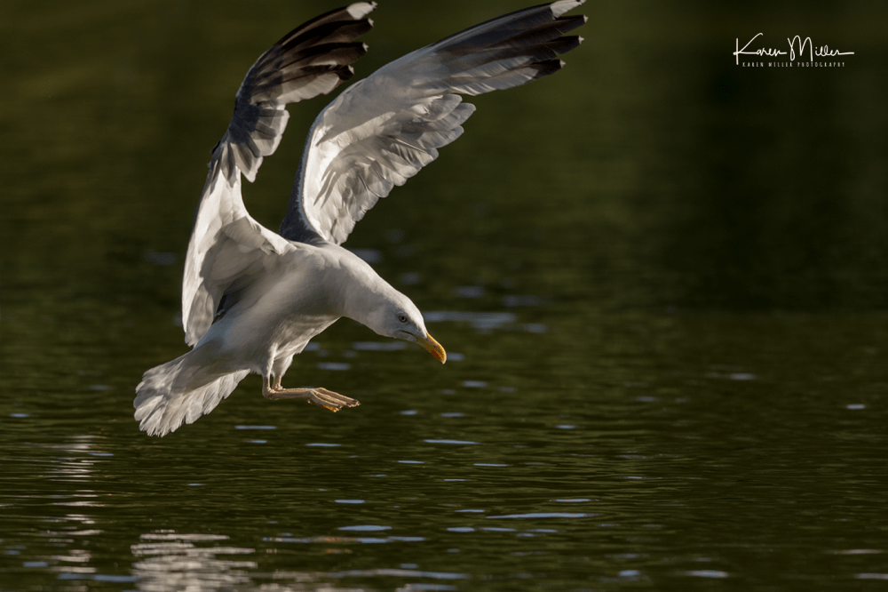 QP_15Aug_D500-png_c-0855