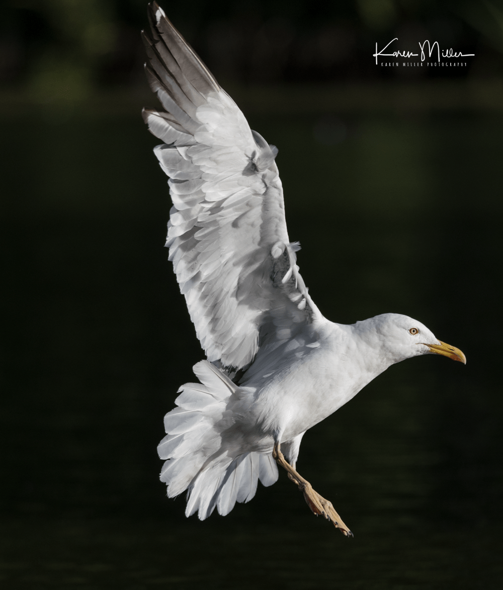 QP_15Aug_D500-png_c-0869