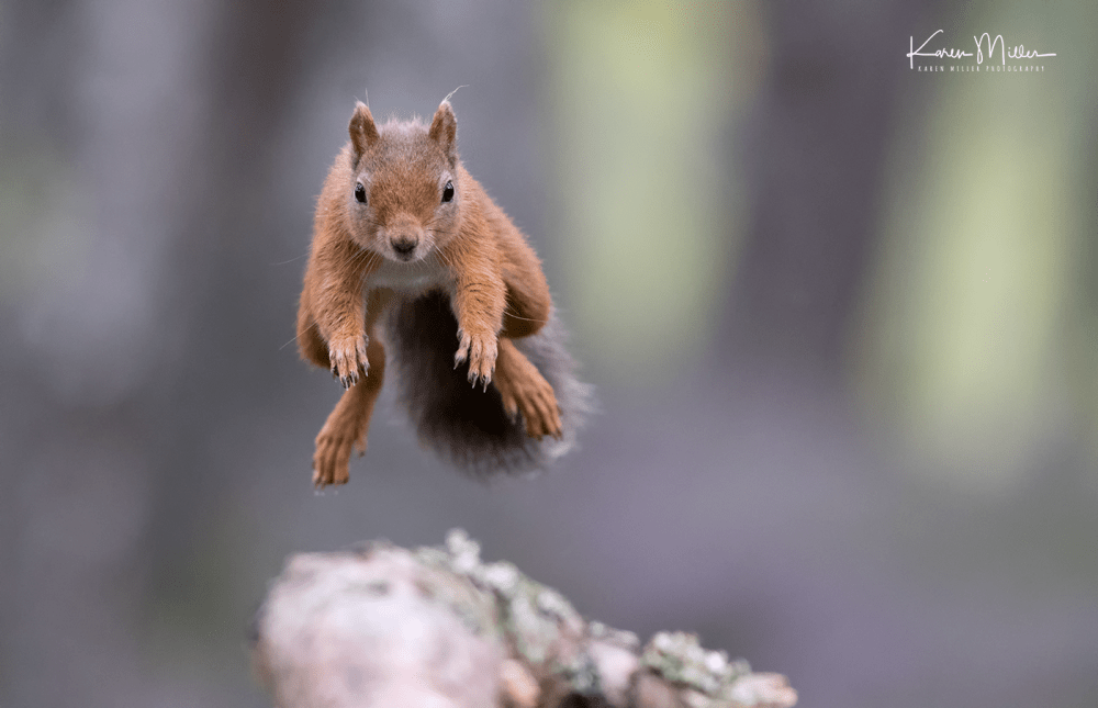 red-squirrel-jumping_36174820523_o