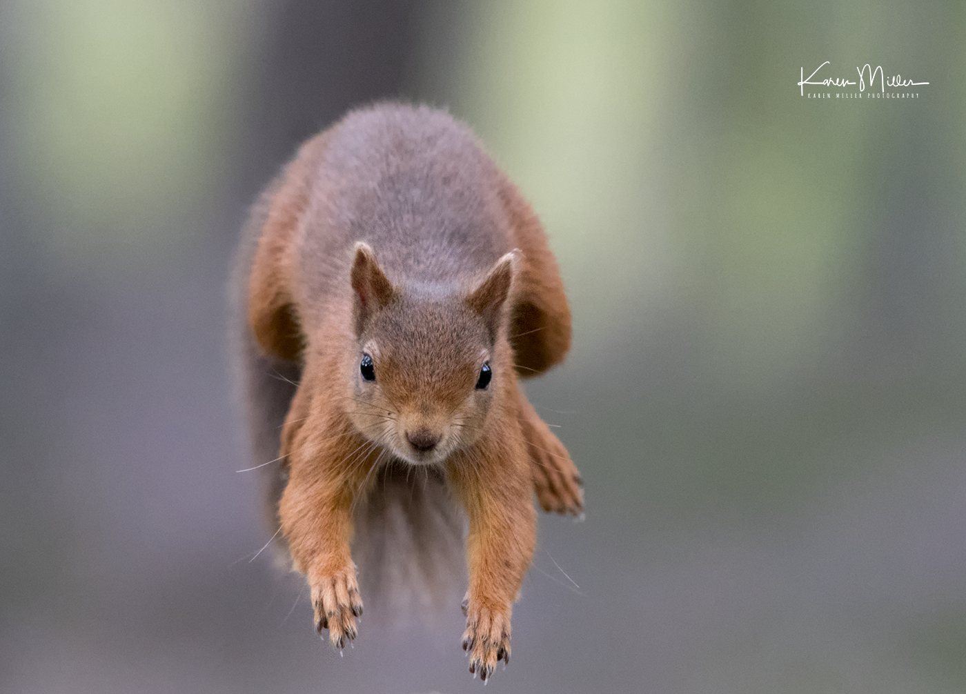 red-squirrel-jumping_36795848296_o