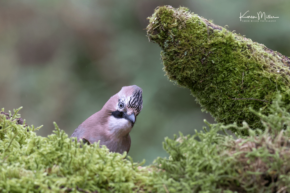 SPH_jay_Oct2017_png_c-7848