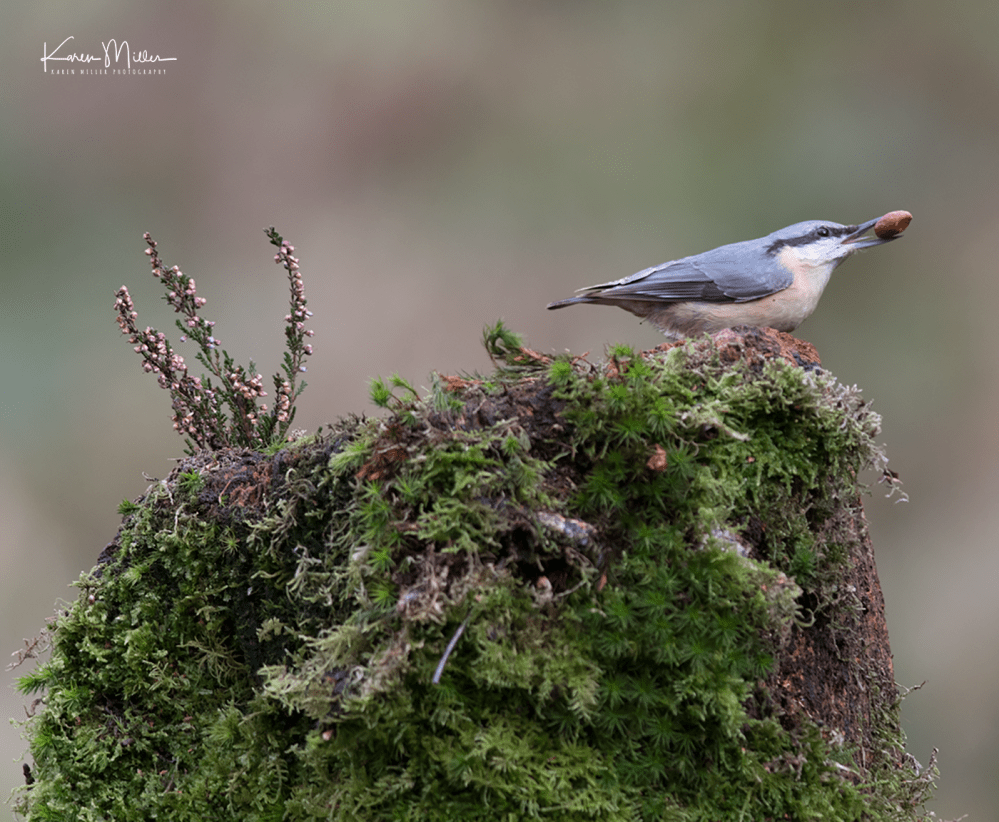 SPH_nuthatch_Oct2017_png_c-8002b