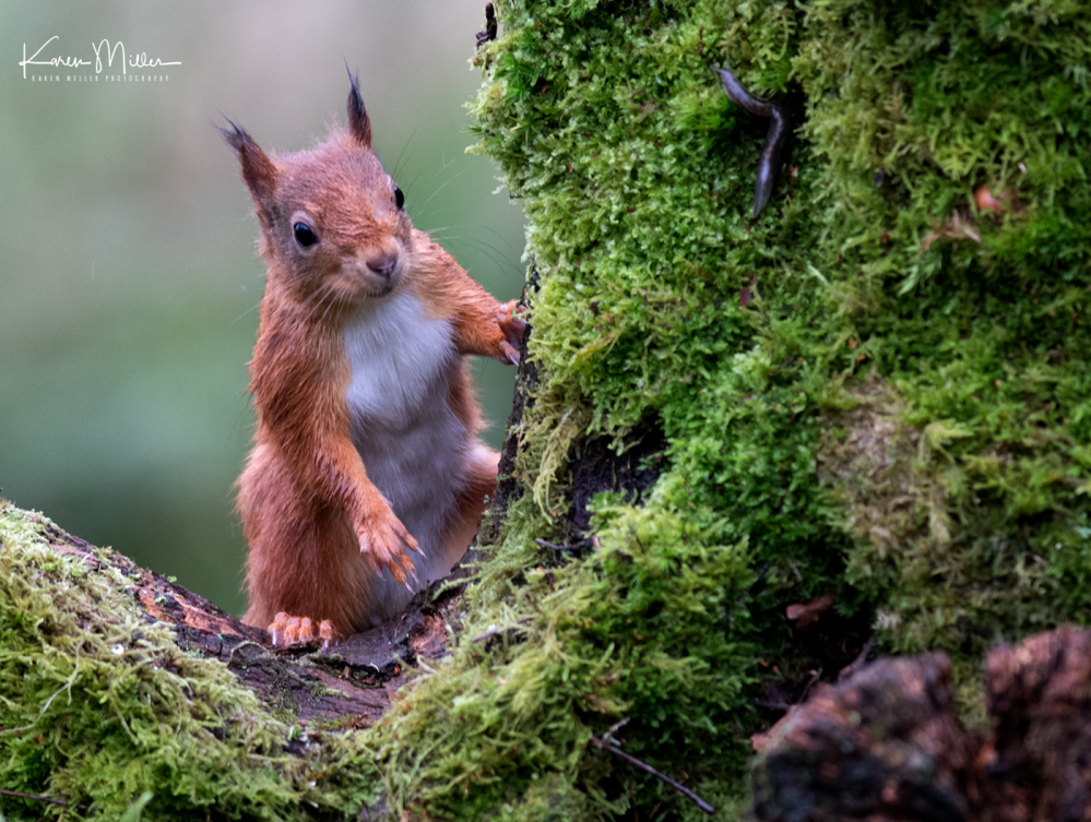 SPH_redsquirrel_Oct2017_png_c-7646