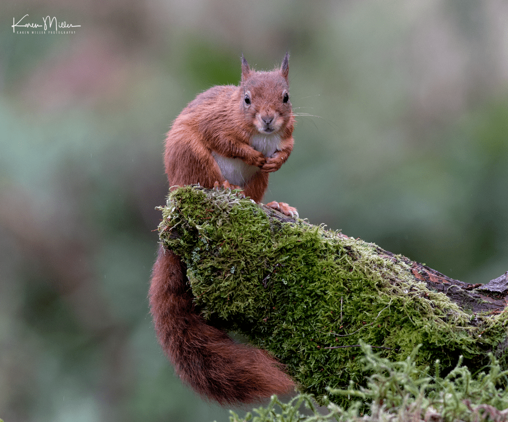 SPH_redsquirrel_Oct2017_png_c-7750
