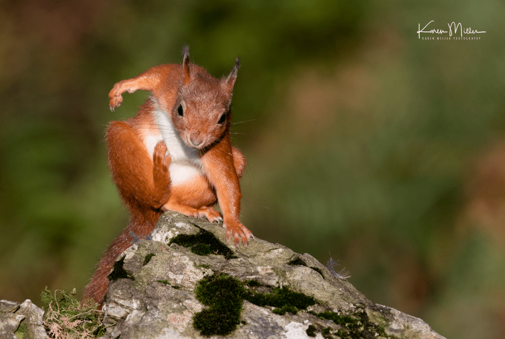 SPH_redsquirrel_Oct2017_png_c-8185