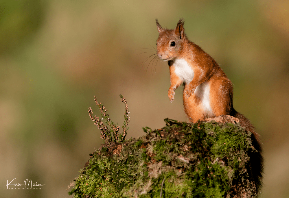 SPH_redsquirrel_Oct2017_png_c-8199